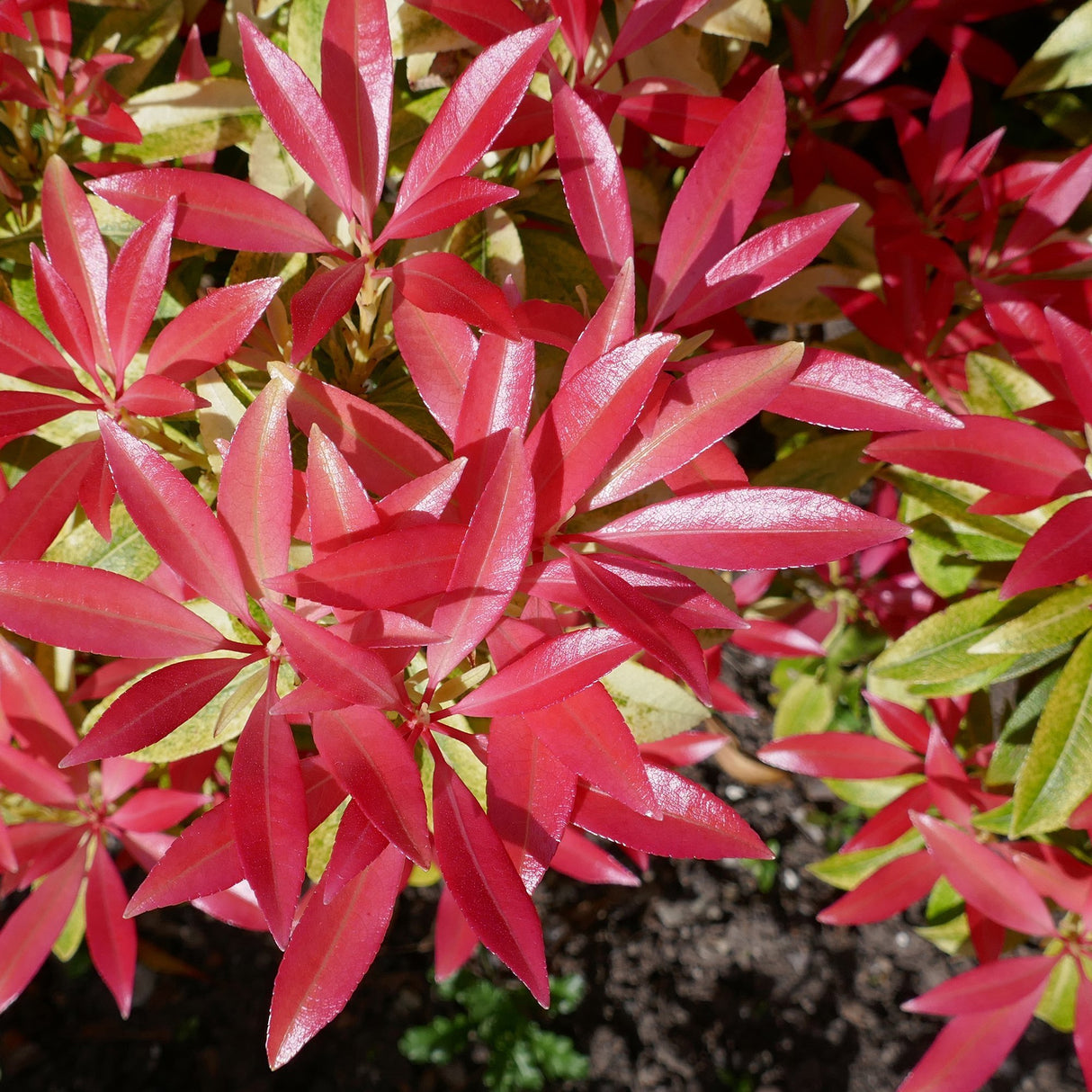 Pieris Japonica Forest Flame, cu frunze rosii