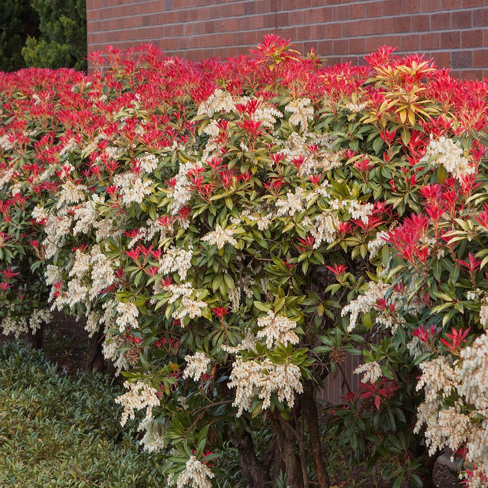 Pieris Japonica Forest Flame, cu frunze rosii
