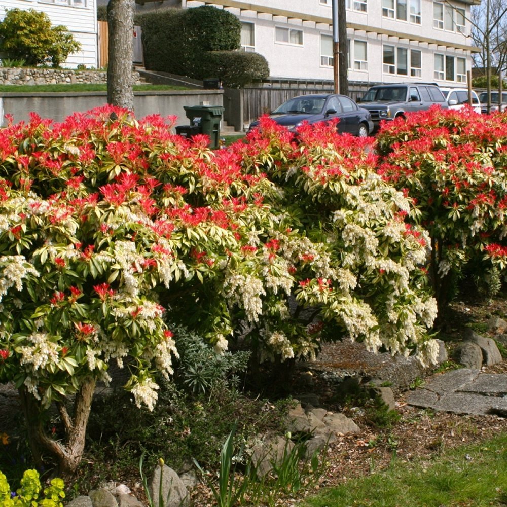 Pieris Japonica Forest Flame, cu frunze rosii