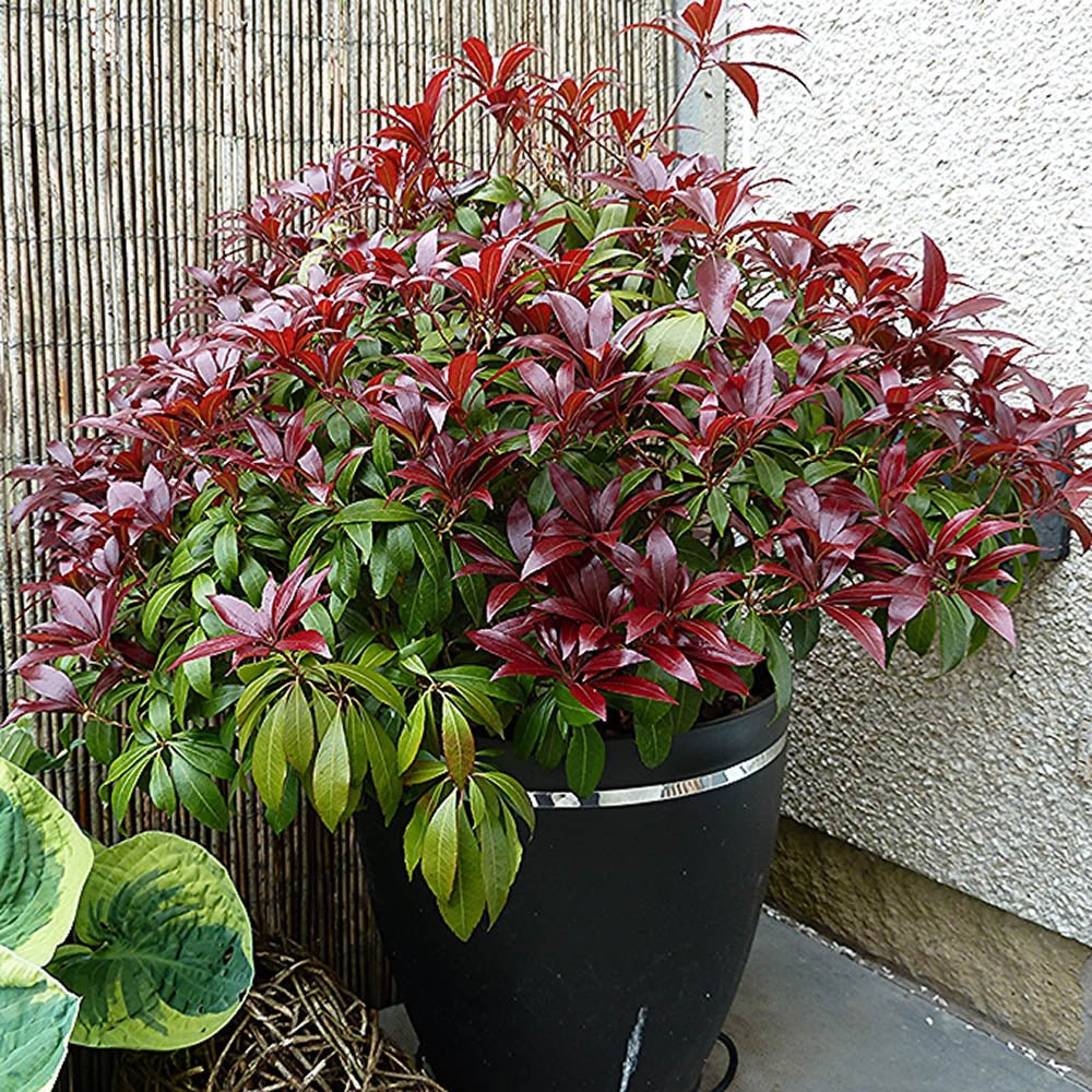 Pieris Japonez Katsura, cu frunze rosii-inchis