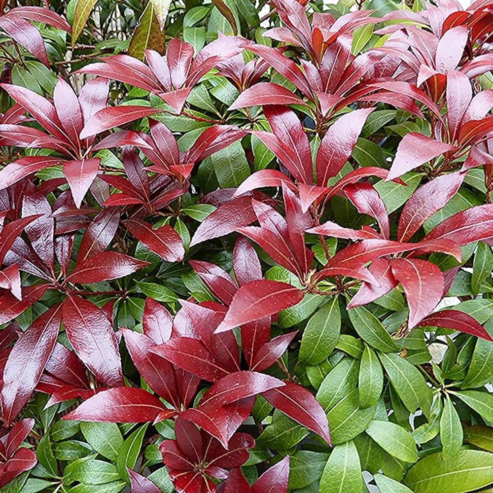 Pieris Japonez Katsura, cu frunze rosii-inchis