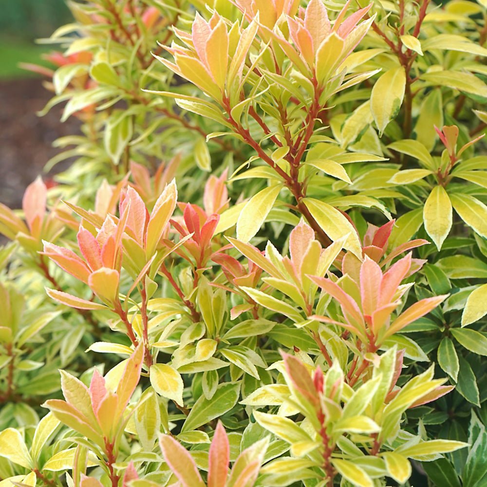 Pieris Little Goldy, cu frunze aurii