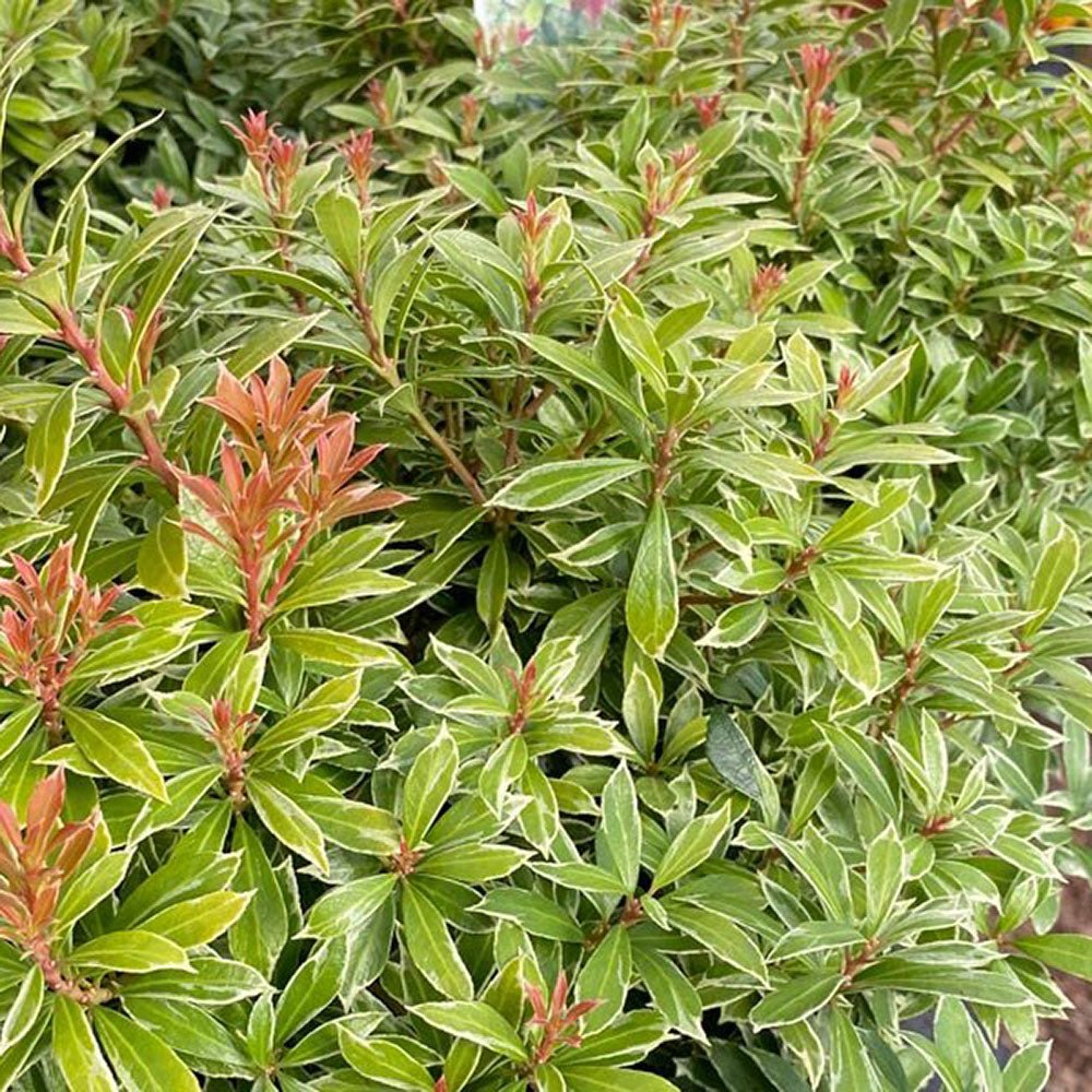 Pieris Little Goldy, cu frunze aurii