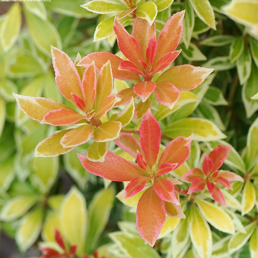 Pieris Little Goldy, cu frunze aurii