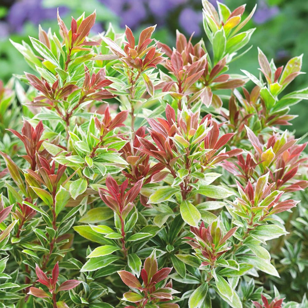 Pieris Little Goldy, cu frunze aurii