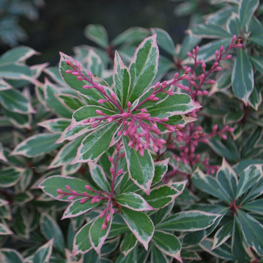 Pieris Japonez Little Heath, cu frunze verzi si marginii albe