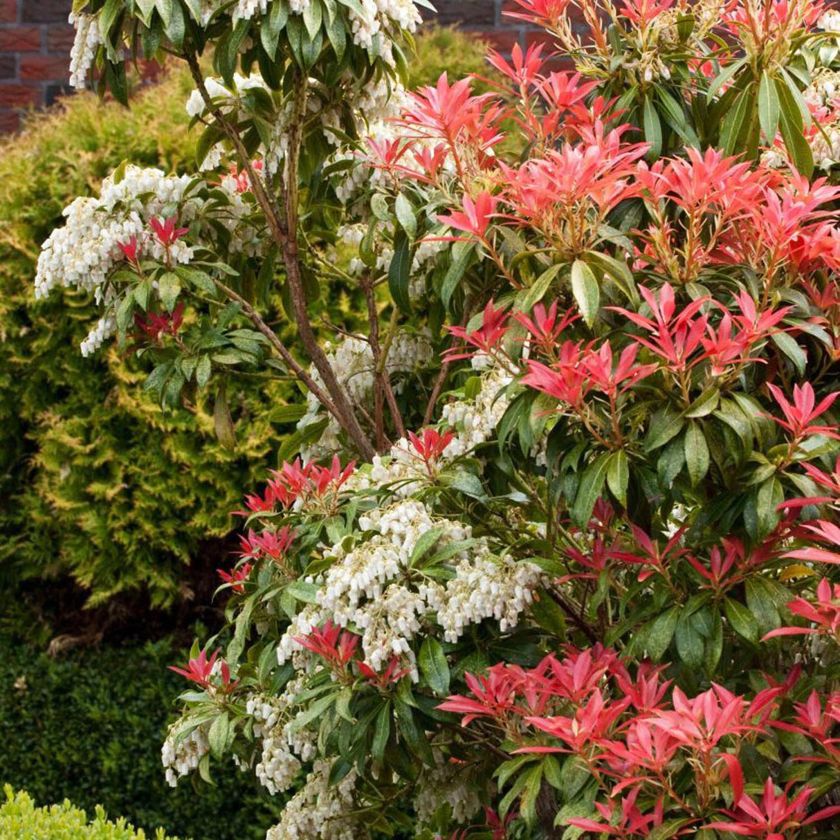 Pieris Japonez Mountain Fire, cu frunze rosii-aprins