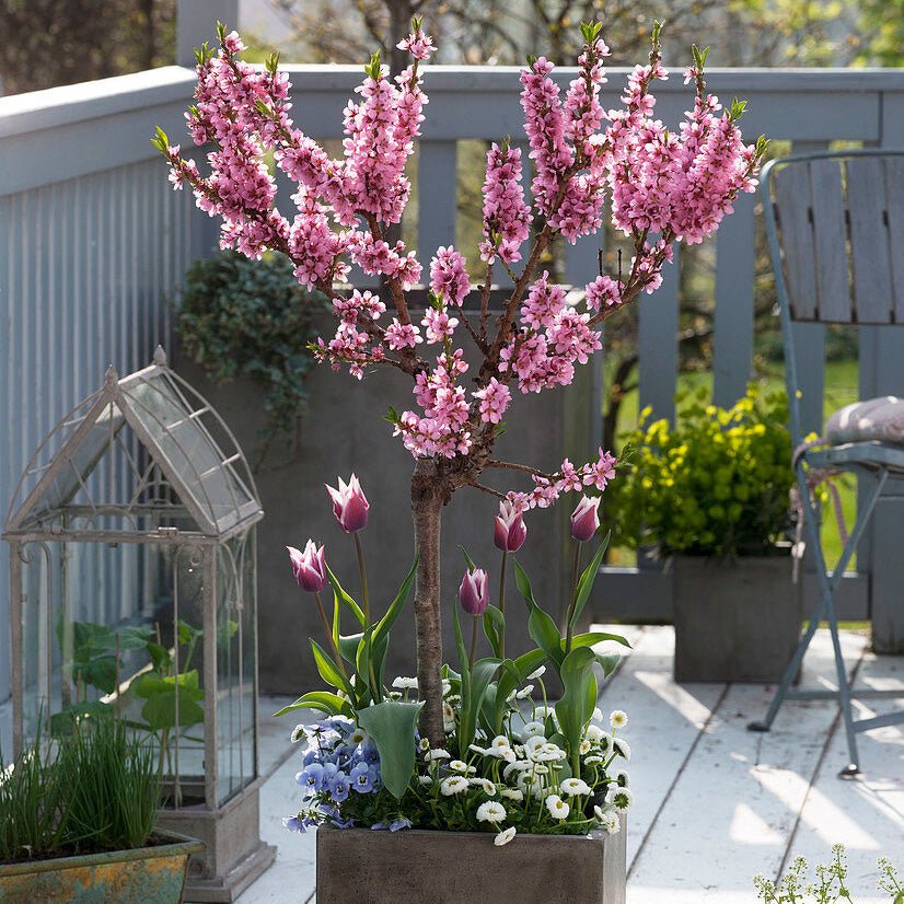 Piersic Ornamental Diamond Jewel