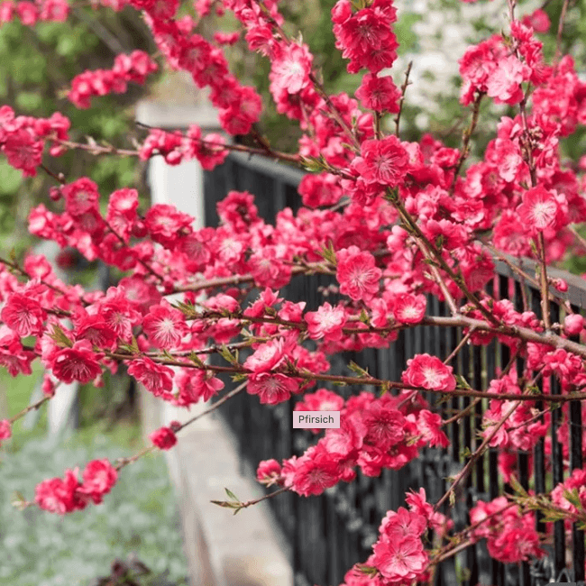 Piersic Ornamental Diamond Jewel