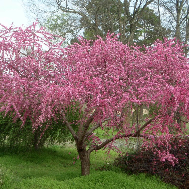 Piersic Ornamental Diamond Jewel