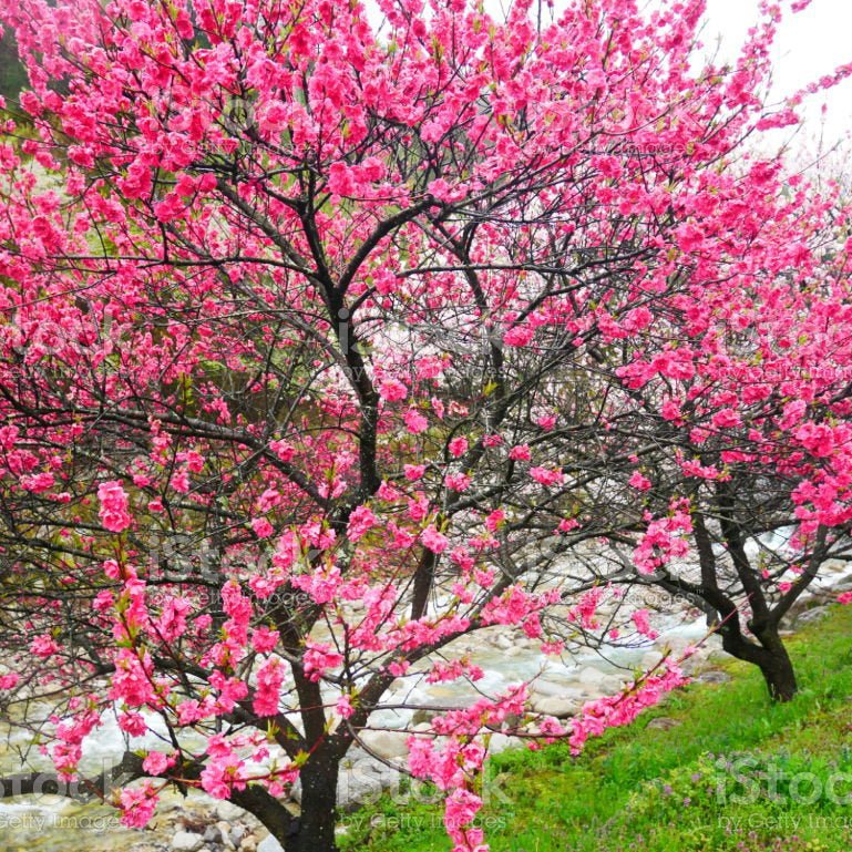 Piersic Ornamental Diamond Jewel