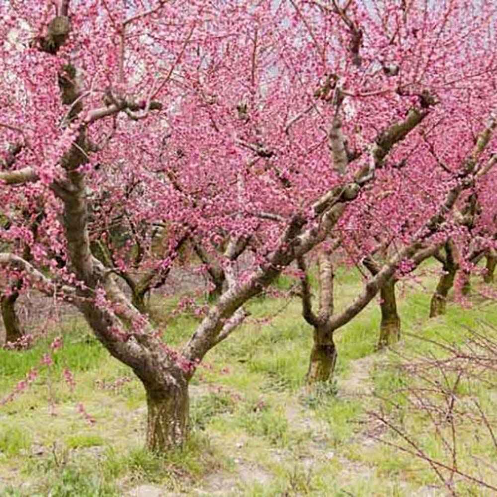 Piersic Peregrine (Prunus Persica), cu fructe dulci intens