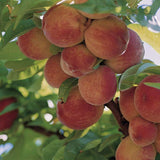 Piersic Peregrine (Prunus Persica), cu fructe dulci intens - VERDENA-Tulpina de 60 cm inaltime, livrat in ghiveci de 6 l
