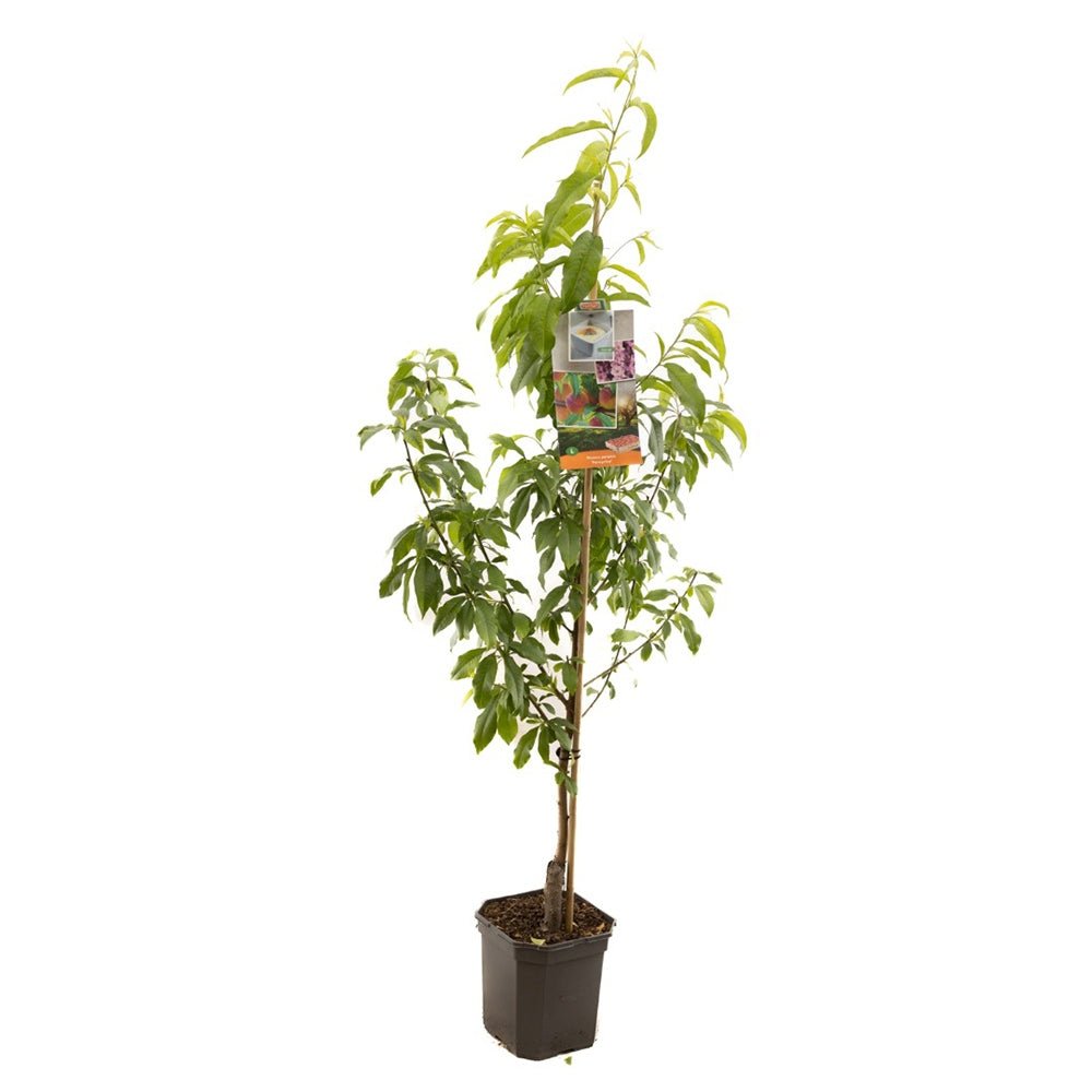 Piersic Peregrine (Prunus Persica), cu fructe dulci intens - VERDENA-Tulpina de 60 cm inaltime, livrat in ghiveci de 6 l