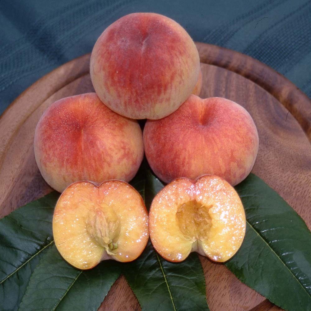 Piersic Peregrine (Prunus Persica), cu fructe dulci intens