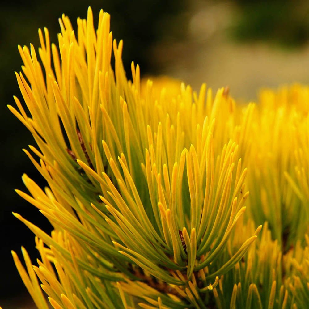 Pin Scotian Aurea (pinus sylvestris), cu ace aurii