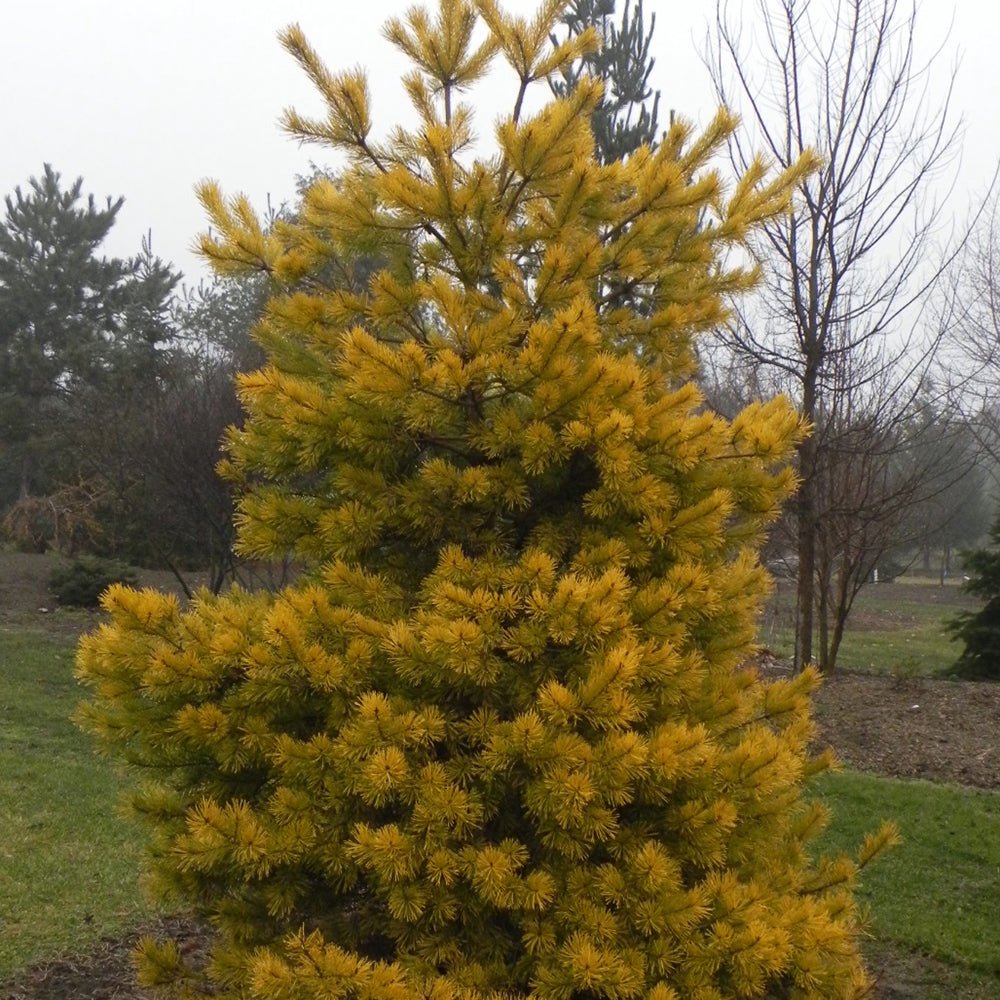 Pin Scotian Aurea (pinus sylvestris), cu ace aurii