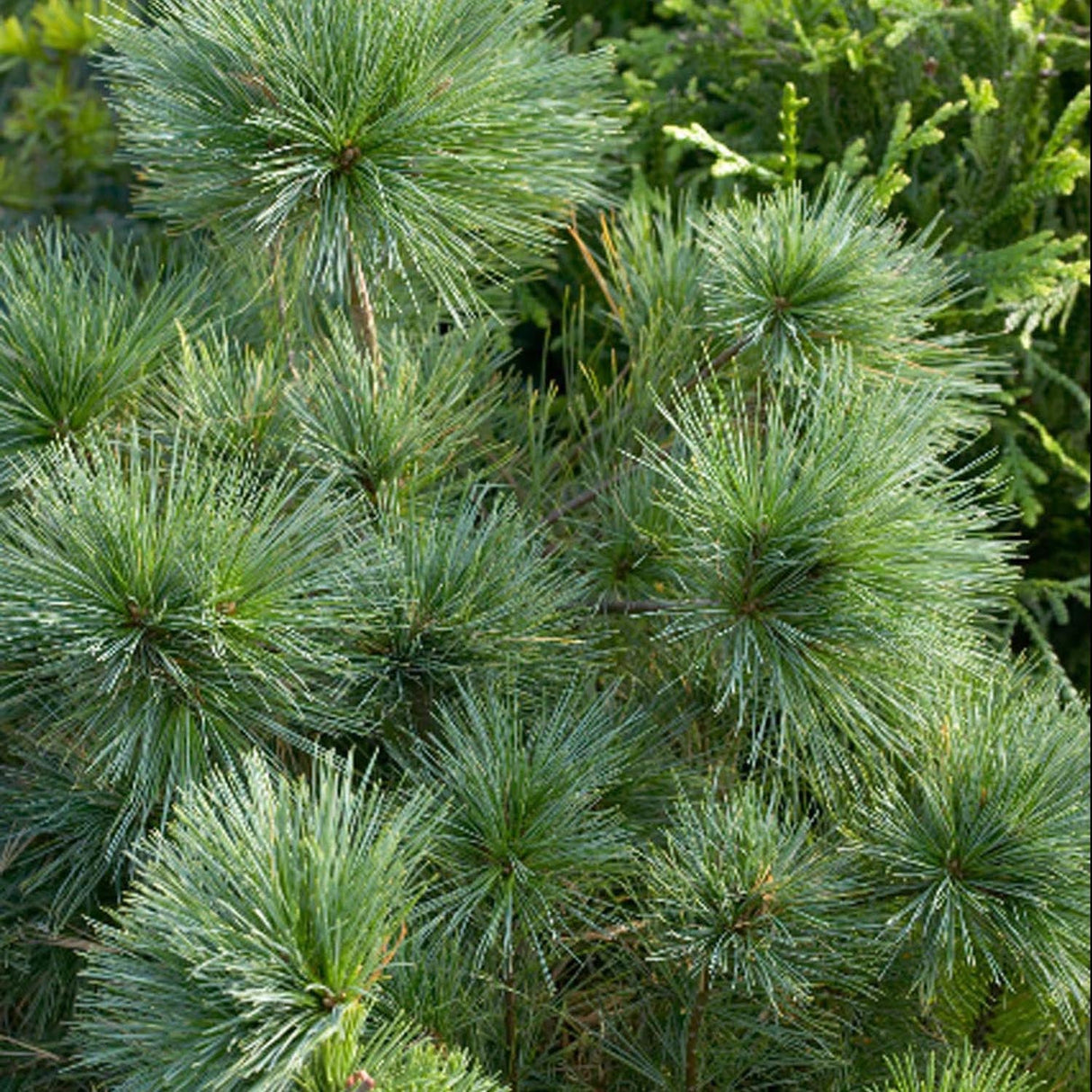 Pin Strobus Blue Shag, cu ace verzi-albastrui