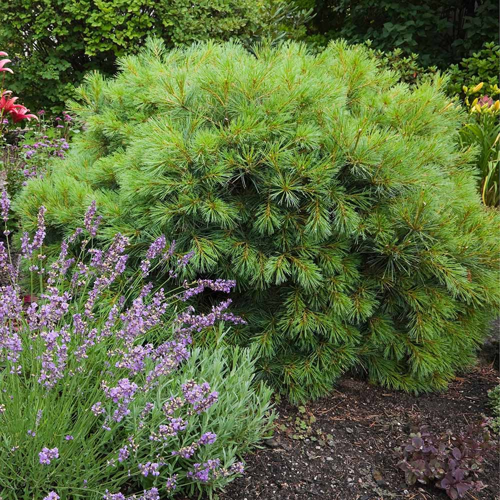 Pin Strobus Blue Shag, cu ace verzi-albastrui