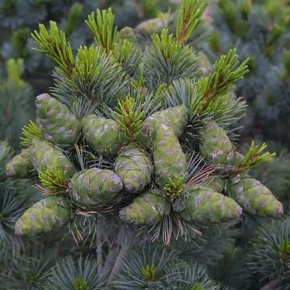 Pin Bonsai Pinus parviflora 'Negishi' - VERDENA-45 cm inaltime, livrat in ghiveci de 6 l