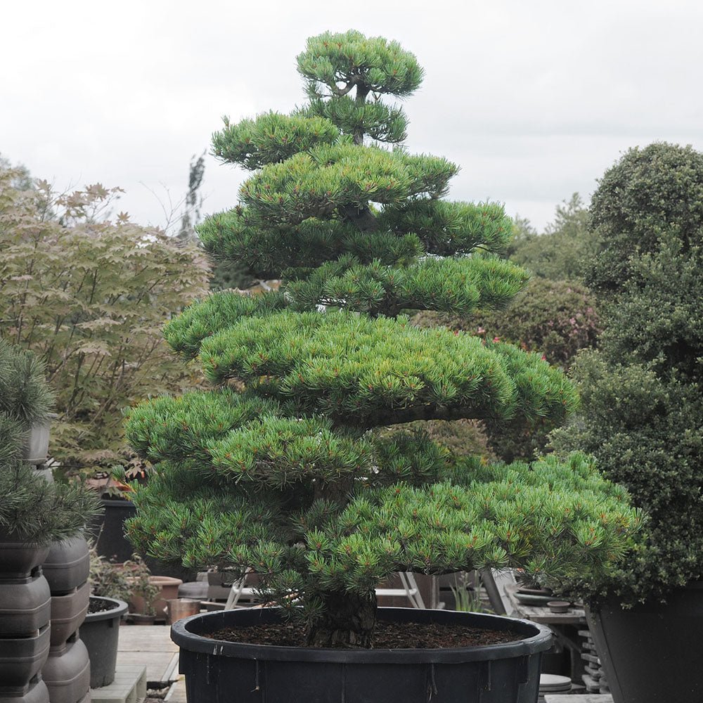 Pin Bonsai Pinus parviflora- Planta Matura UNICAT