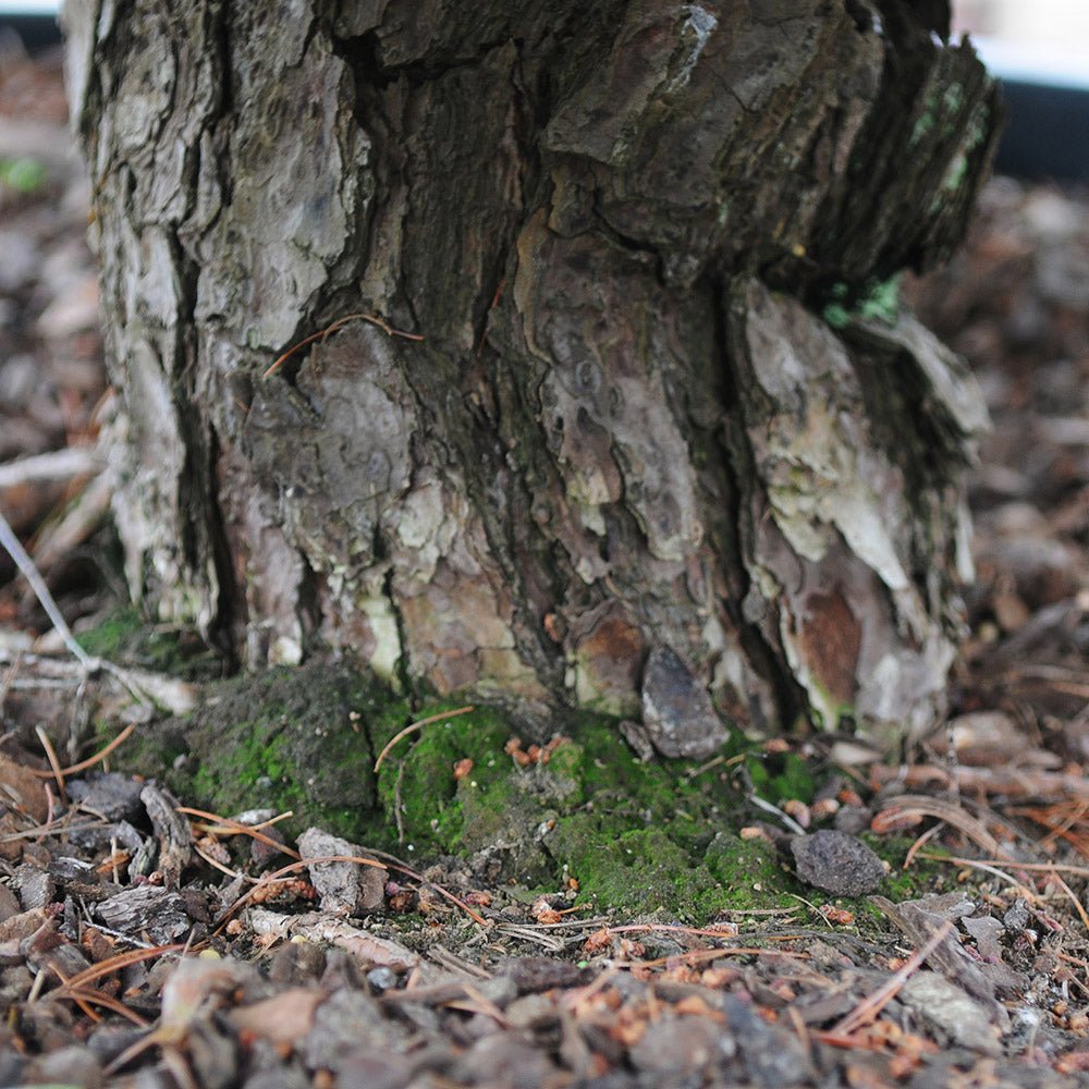 Pin Bonsai Pinus parviflora- Planta Matura UNICAT