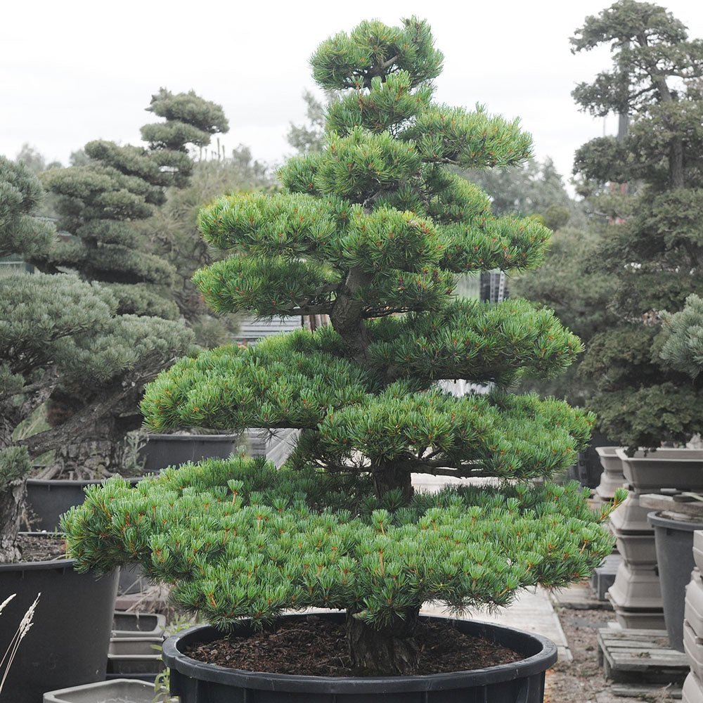 Pin Bonsai Pinus parviflora- Planta Matura UNICAT