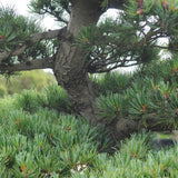 Pin Bonsai Pinus parviflora- Planta Matura UNICAT - VERDENA-220 cm inaltime, livrat in ghiveci de 60 l
