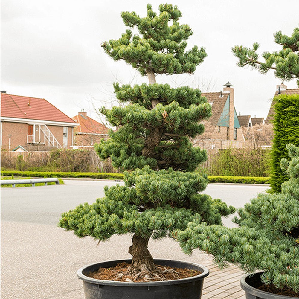 Pin Bonsai Pinus parviflora- Planta Matura UNICAT