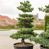 Pin Bonsai Pinus parviflora- Planta Matura UNICAT - VERDENA-220 cm inaltime, livrat in ghiveci de 60 l