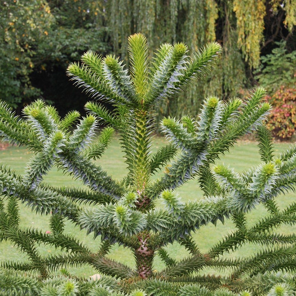 Pin Chilian (Araucaria Araucana)