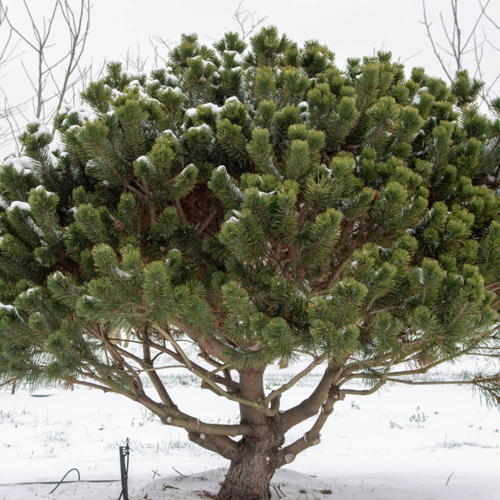 Pin de Munte elvetian Mughus Uncinata, cu ace verzi-inchis si forma compacta
