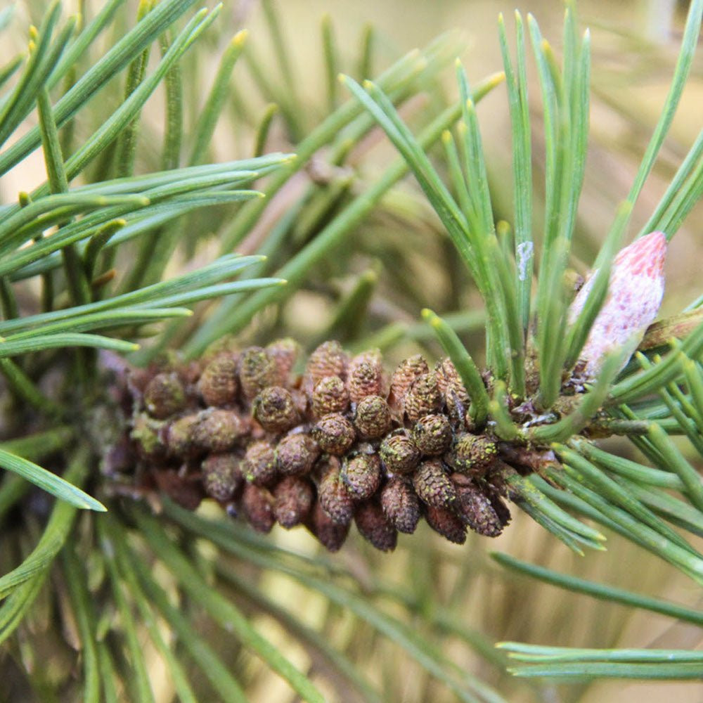 Pin de Munte elvetian Mughus Uncinata, cu ace verzi-inchis si forma compacta