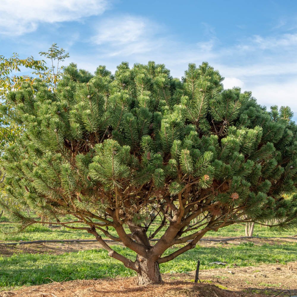 Pin de Munte elvetian Mughus Uncinata, cu ace verzi-inchis si forma compacta
