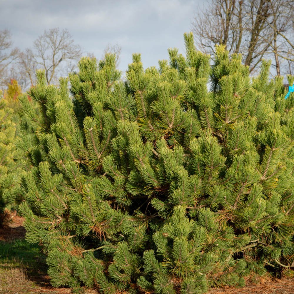 Pin de Munte elvetian Mughus Uncinata, cu ace verzi-inchis si forma compacta