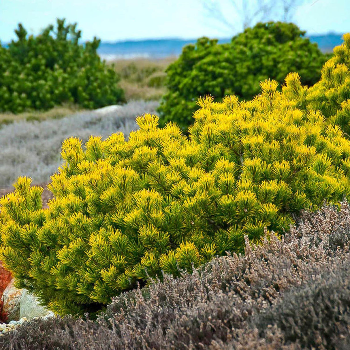 Pin de Munte (Jneapan) Carstens Wintergold
