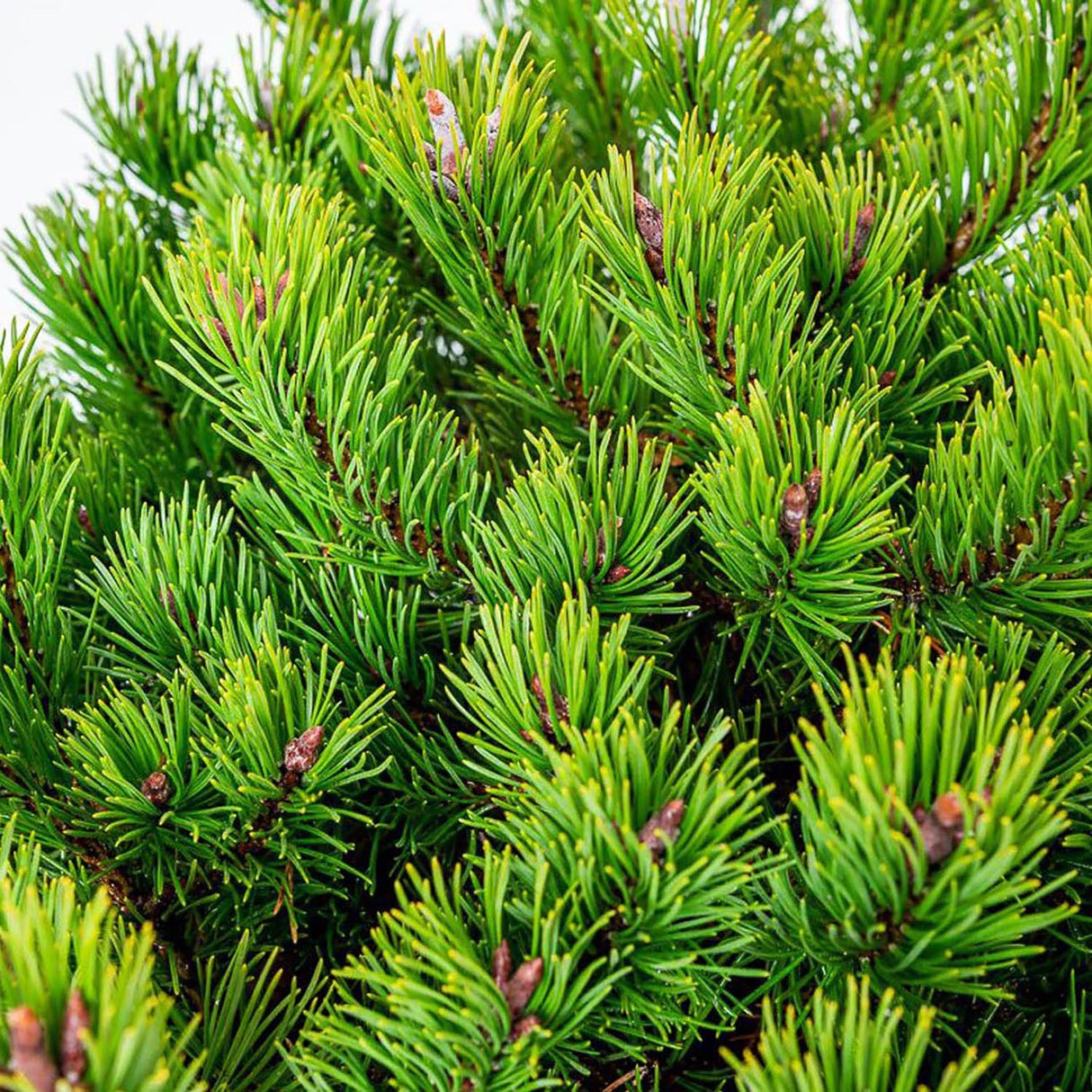 Pin de Munte (Jneapan) Klostergrun