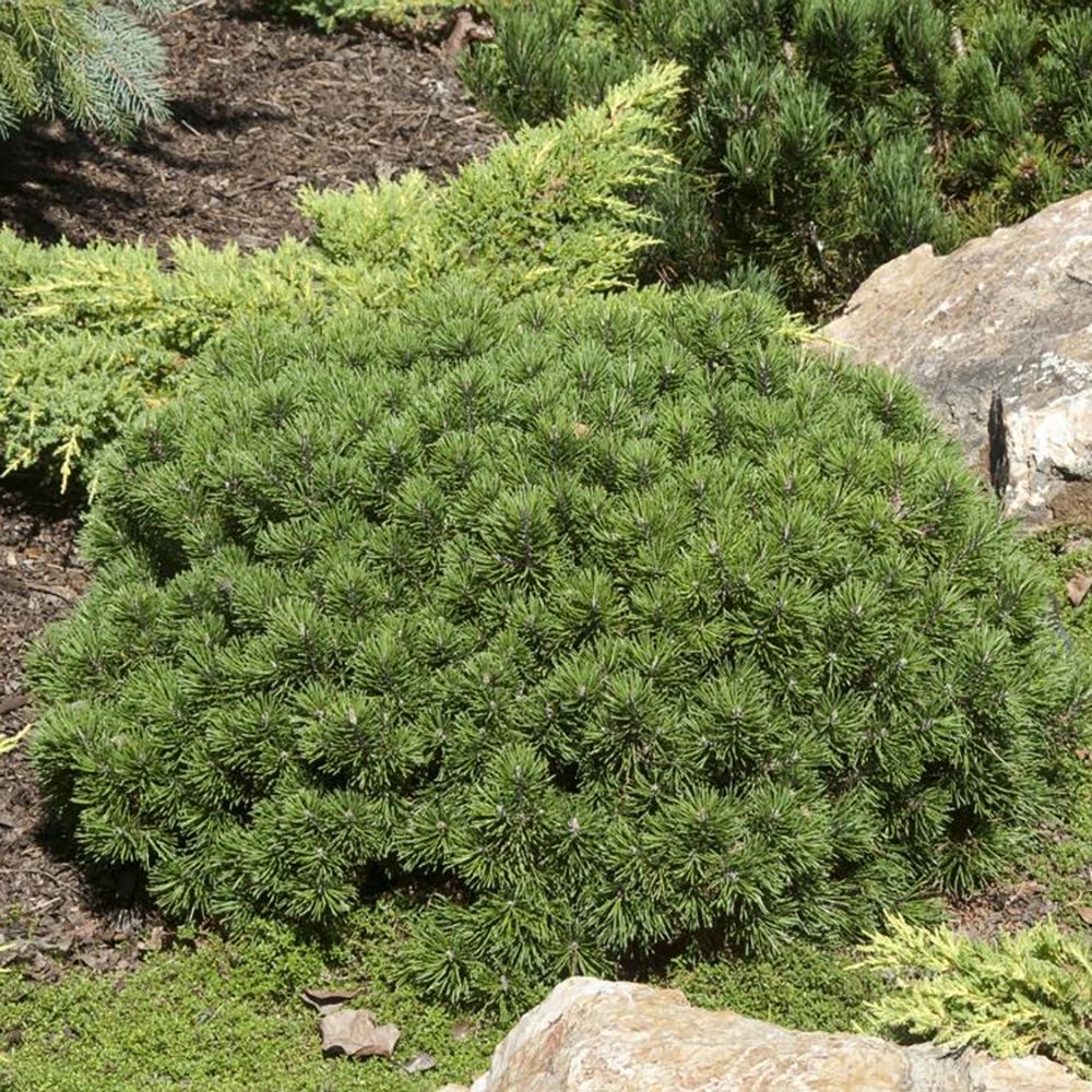 Pin de Munte (Jneapan) Mops, cu ace verzi si forma compacta