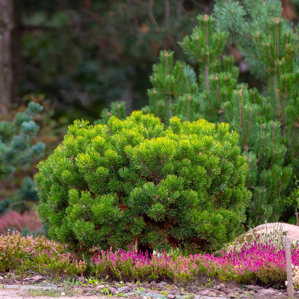 Pin de Munte (Jneapan) Pumilio, cu ace verzi si forma compacta