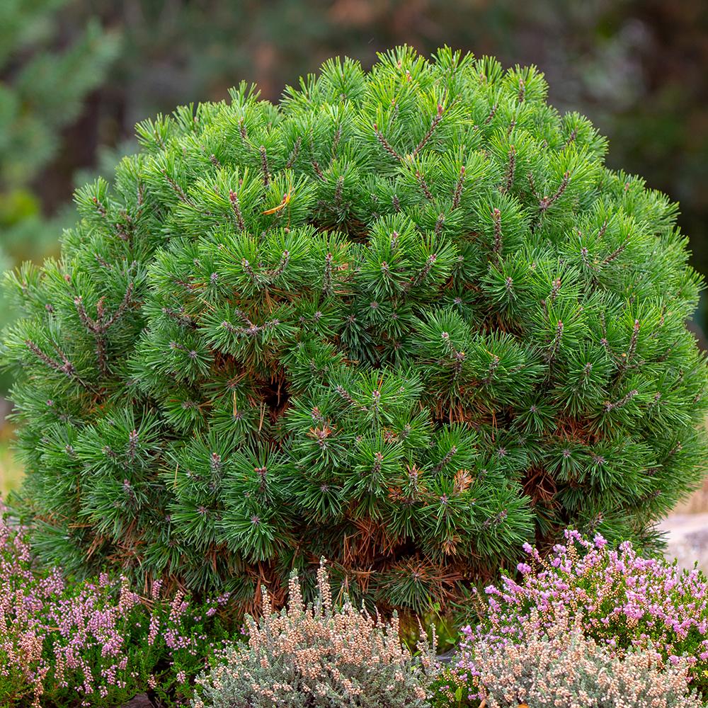 Pin de Munte (Jneapan) Pumilio, cu ace verzi si forma compacta