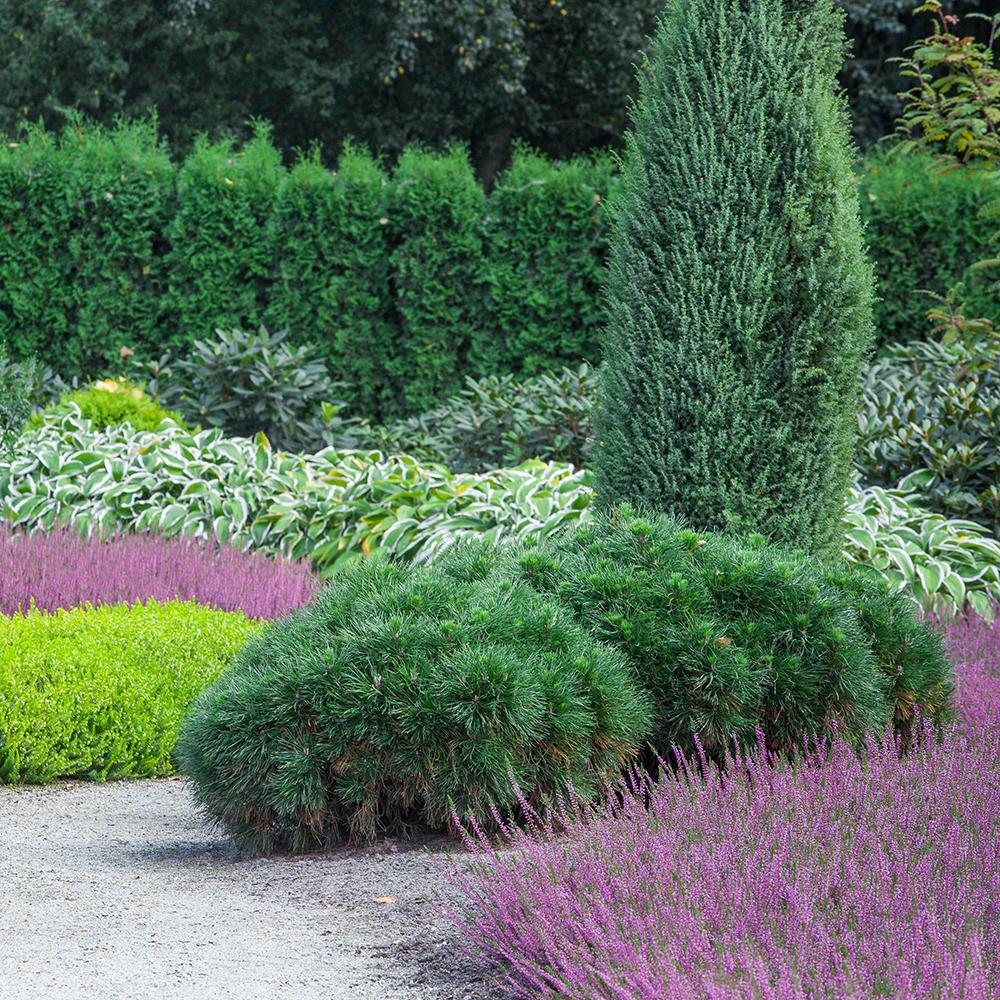 Pin de Munte Globular (Jneapan) Varella, cu ace verzi-inchis si forma sferica