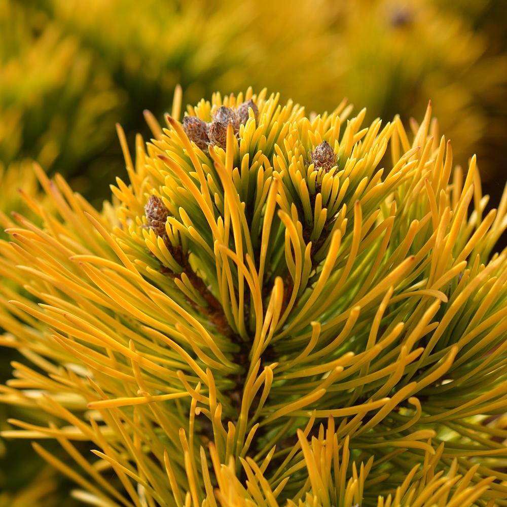 Pin de Munte (Jneapan) Winter Gold, cu ace galbene-auriu