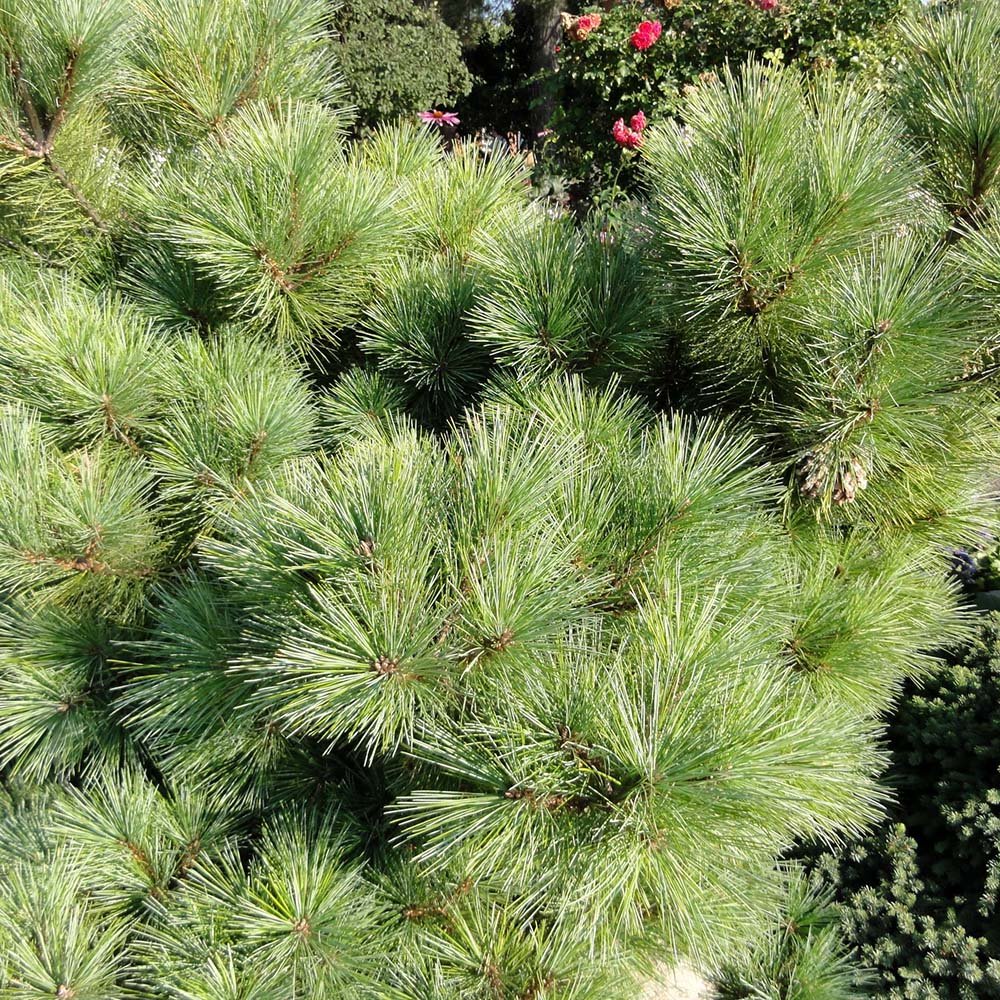Pin Elvetian Albastru (Pinus Cembra Glauca), cu ace argintii si conuri purpurii
