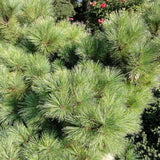 Pin Elvetian Albastru (Pinus Cembra Glauca) - VERDENA-livrat in ghiveci de 2 l