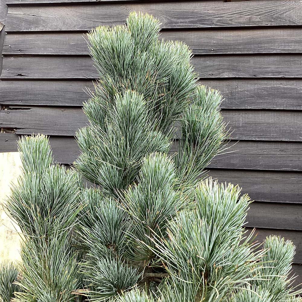 Pin Elvetian Albastru (Pinus Cembra Glauca), cu ace argintii si conuri purpurii
