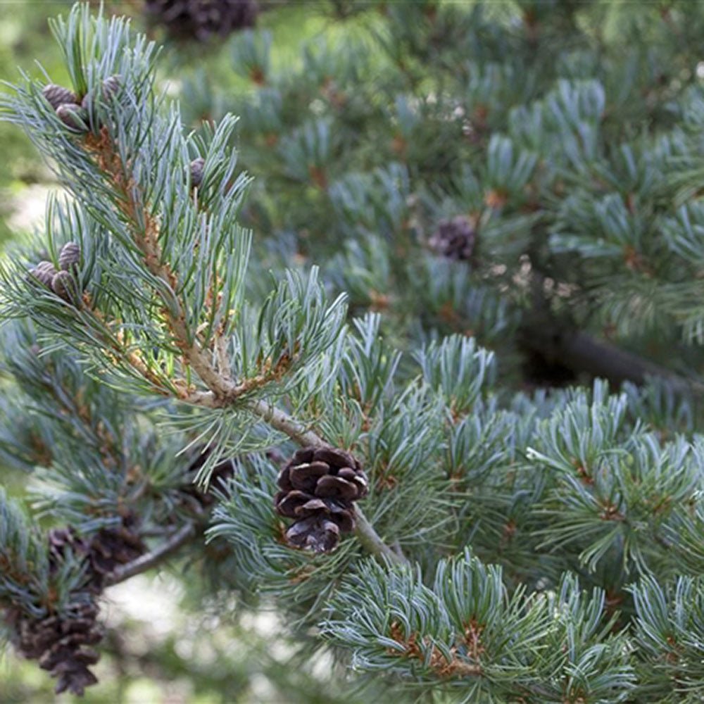 Pin Japonez Albastru (Pinus Parvifolia Glauca), cu ace albastre si forma conica