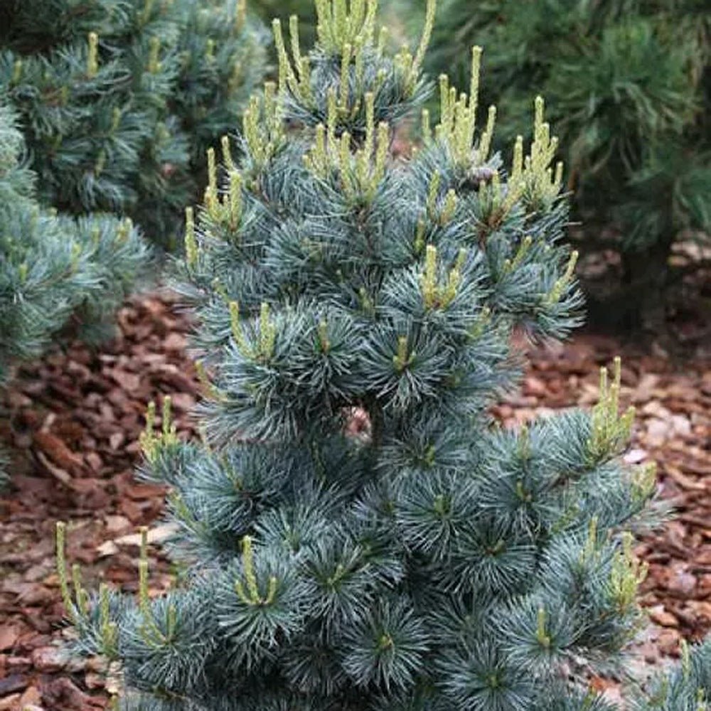 Pin Japonez Albastru (Pinus Parvifolia Glauca), cu ace albastre si forma conica