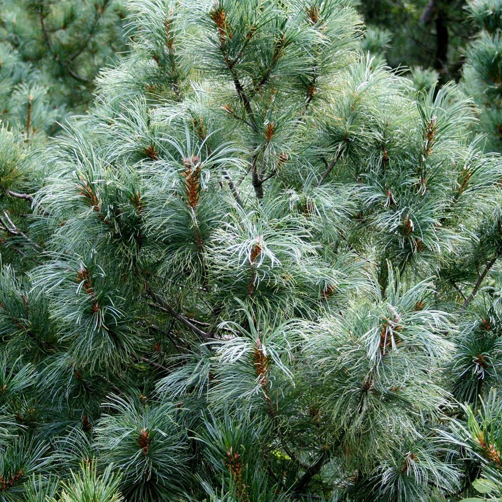 Pin Japonez Albastru (Pinus Parvifolia Glauca), cu ace albastre si forma conica