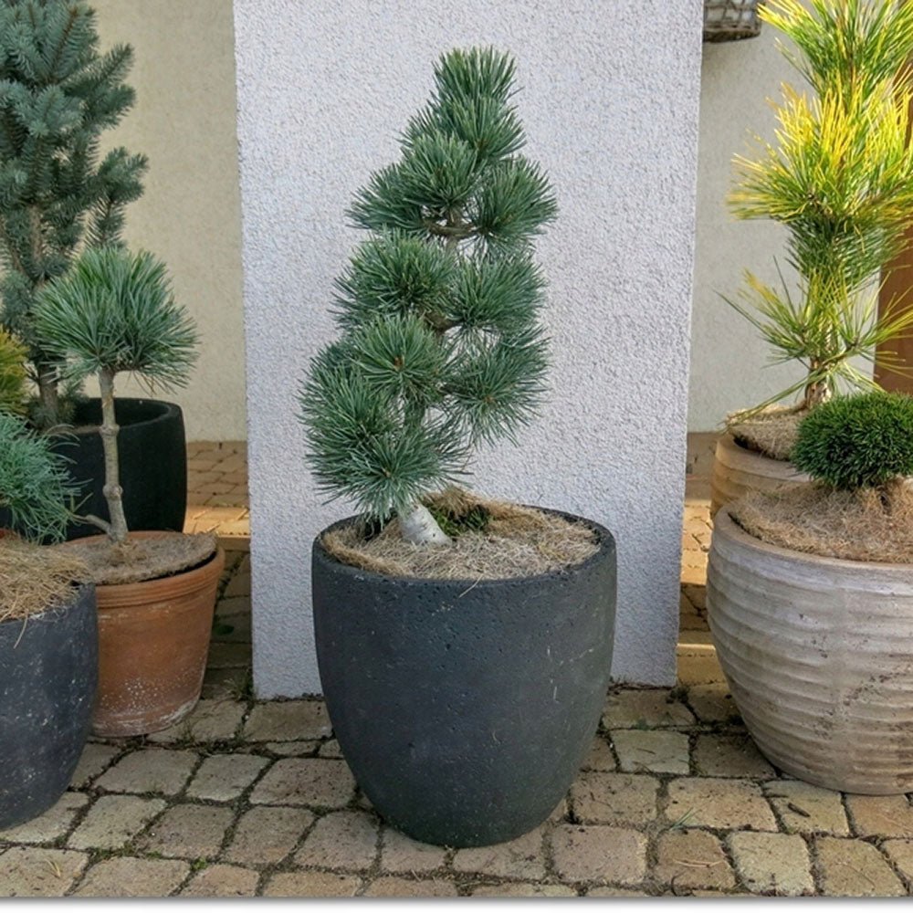 Pin Japonez albstru-verde (Pinus Parvifolia) Aoi, cu conuri albastre si ace verzi-albastrui