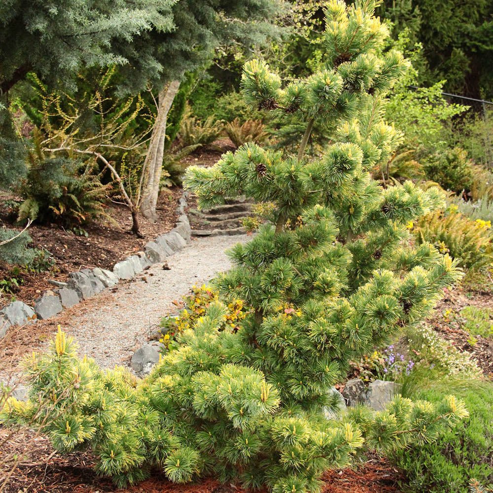 Pin Japonez auriu (Pinus Parvifolia) Goldilocks, cu ace galben-auriu